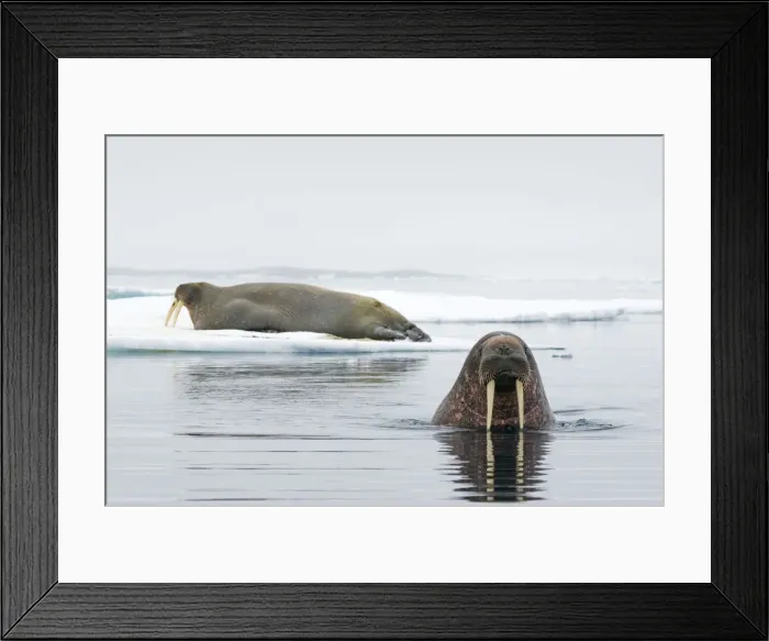 Framed Print : DDE-90033999 Framed Print : DDE-90033999
