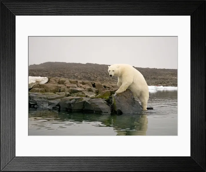 Framed Print : DDE-90034004 Framed Print : DDE-90034004