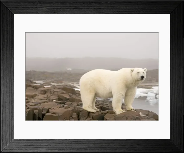 Framed Print : DDE-90034005 Framed Print : DDE-90034005