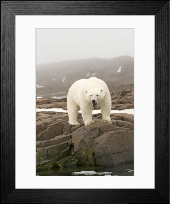 Framed Print : DDE-90034006 Framed Print : DDE-90034006