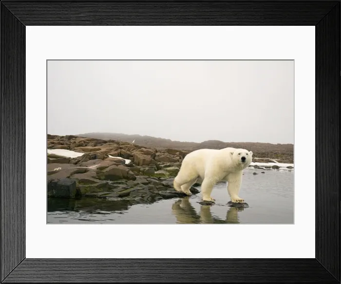 Framed Print : DDE-90034007 Framed Print : DDE-90034007