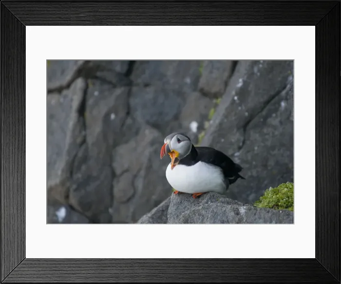 Framed Print : DDE-90034010 Framed Print : DDE-90034010