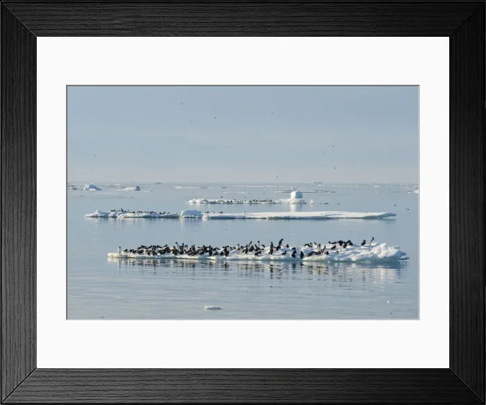 Framed Print : DDE-90034011 Framed Print : DDE-90034011