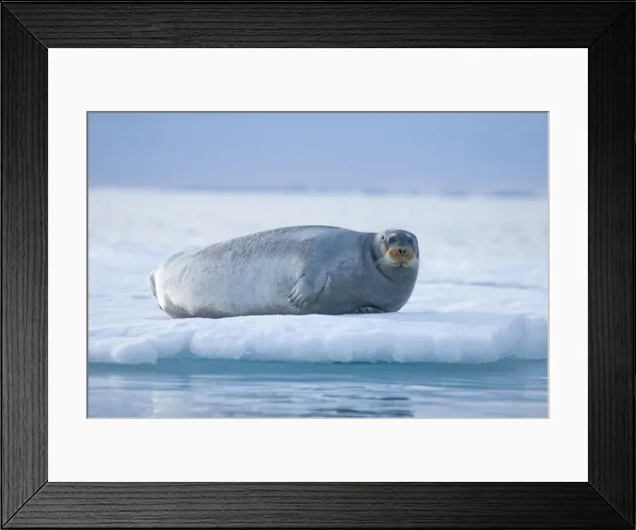 Framed Print : DDE-90034015 Framed Print : DDE-90034015