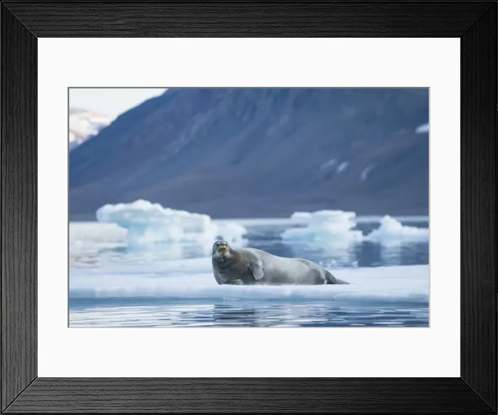 Framed Print : DDE-90034016 Framed Print : DDE-90034016