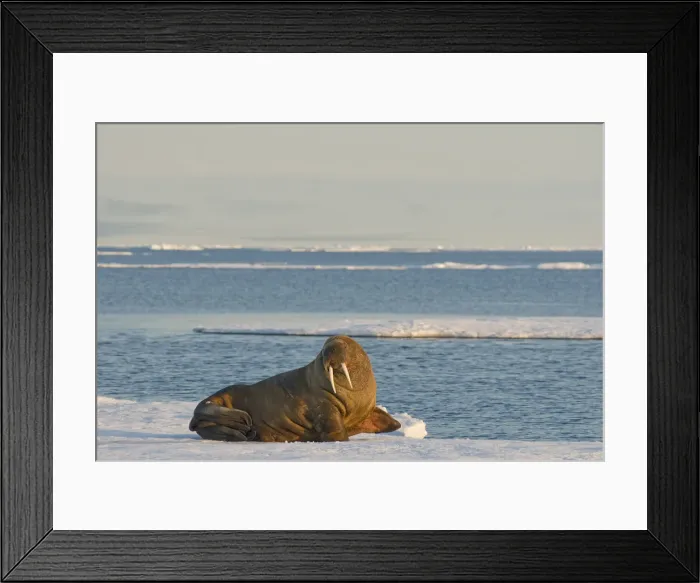 Framed Print : DDE-90034019 Framed Print : DDE-90034019