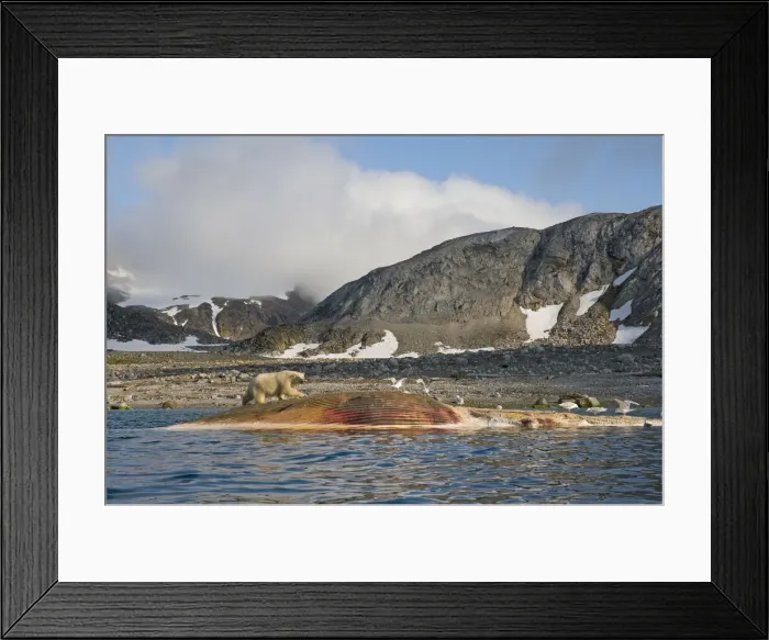 Framed Print : DDE-90034020 Framed Print : DDE-90034020