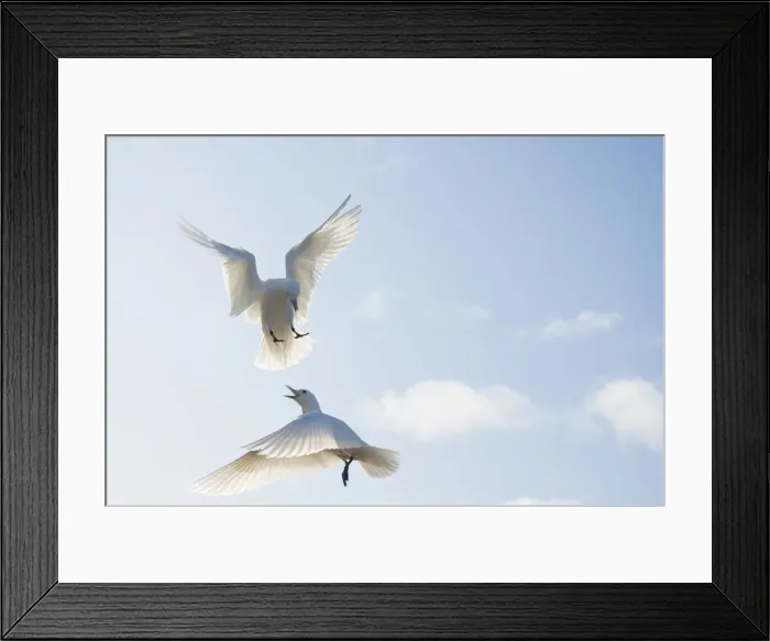 Framed Print : DDE-90034022 Framed Print : DDE-90034022