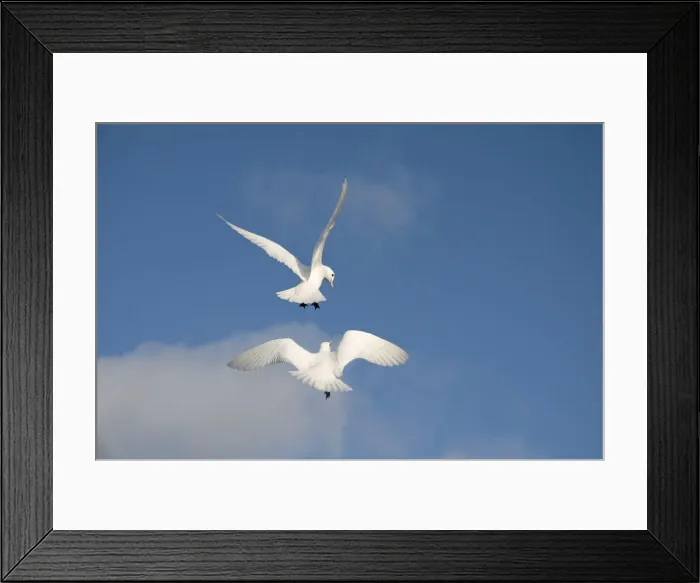 Framed Print : DDE-90034021 Framed Print : DDE-90034021