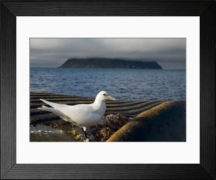 Framed Print : DDE-90034023 Framed Print : DDE-90034023