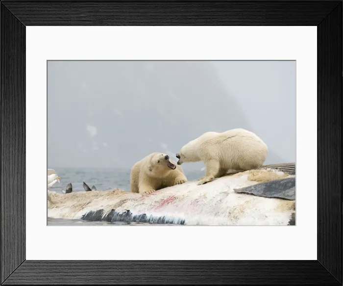 Framed Print : DDE-90034027 Framed Print : DDE-90034027
