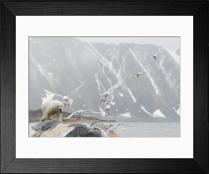 Framed Print : DDE-90034028 Framed Print : DDE-90034028