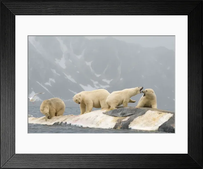 Framed Print : DDE-90034026