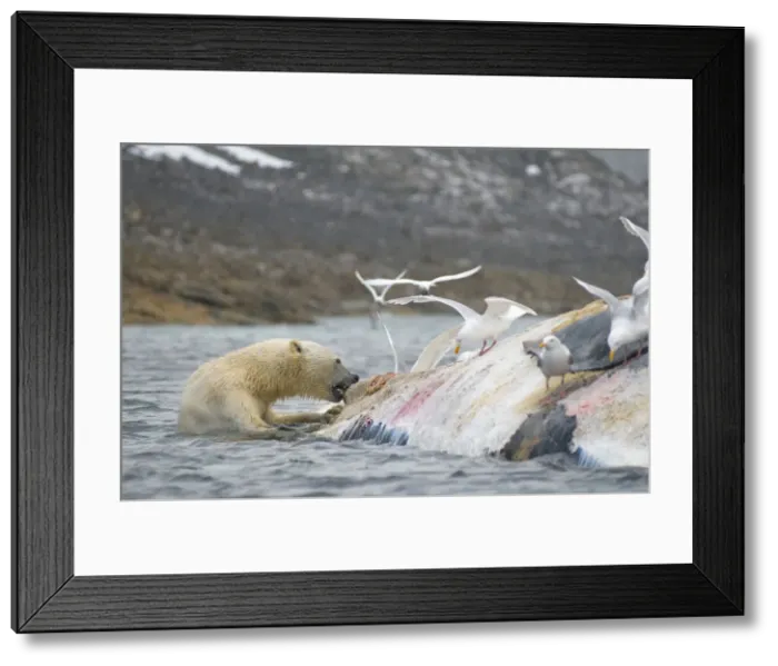 Framed Print : DDE-90034029 Framed Print : DDE-90034029
