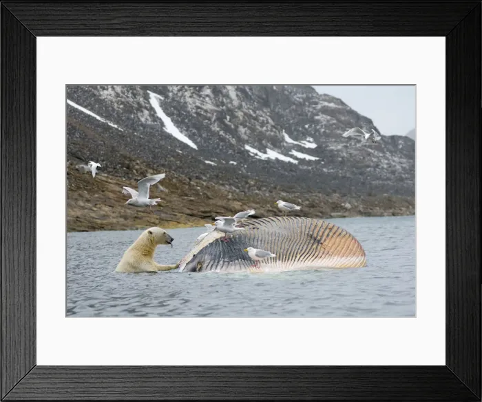Framed Print : DDE-90034032 Framed Print : DDE-90034032