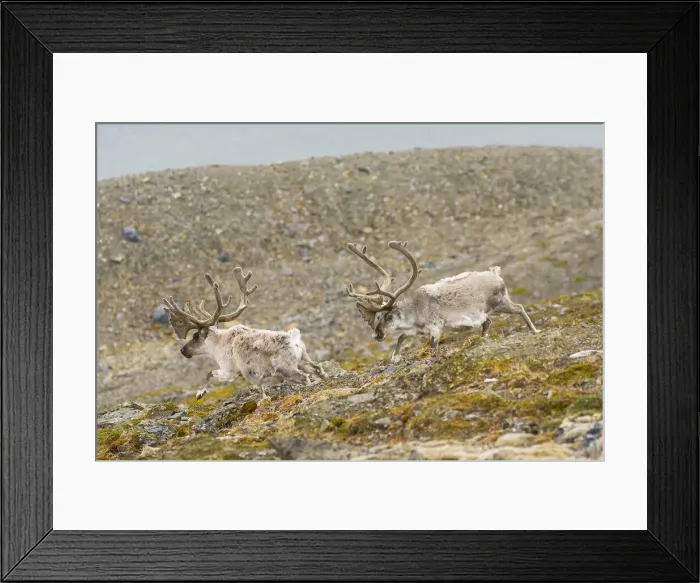 Framed Print : DDE-90034039 Framed Print : DDE-90034039