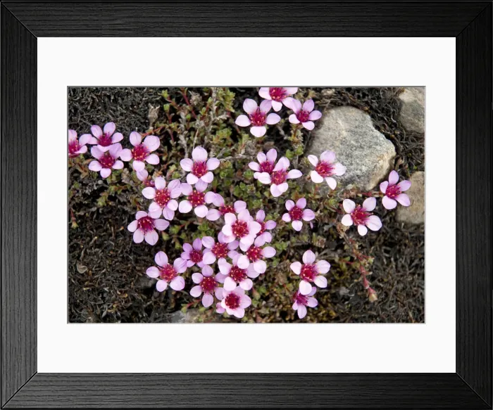 Framed Print : DDE-90034040 Framed Print : DDE-90034040