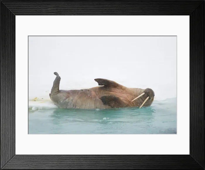 Framed Print : DDE-90034044 Framed Print : DDE-90034044