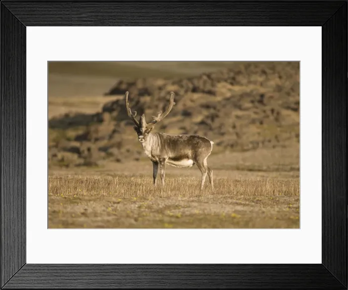 Framed Print : DDE-90034053 Framed Print : DDE-90034053