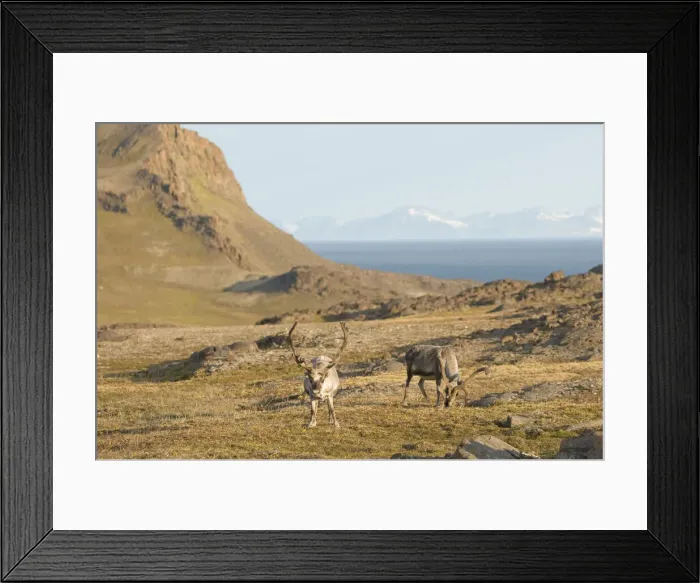 Framed Print : DDE-90034054 Framed Print : DDE-90034054