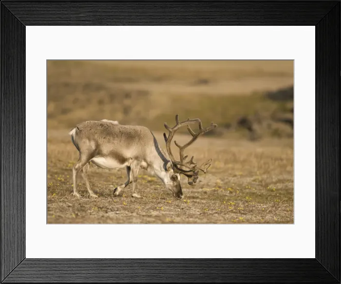 Framed Print : DDE-90034052 Framed Print : DDE-90034052