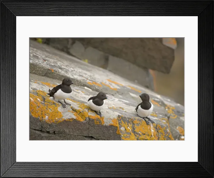 Framed Print : DDE-90034056