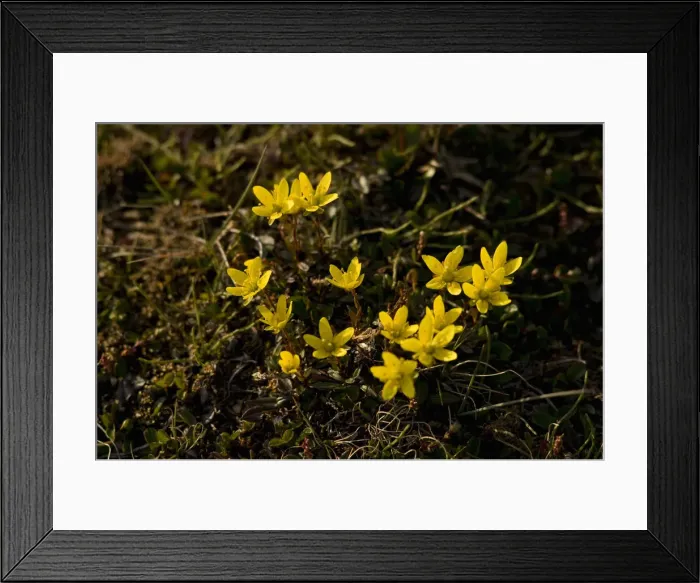 Framed Print : DDE-90034055