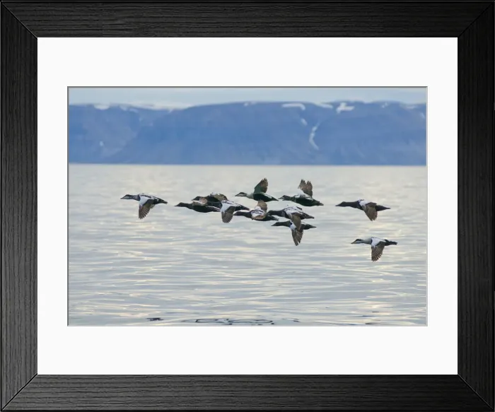 Framed Print : DDE-90034058 Framed Print : DDE-90034058