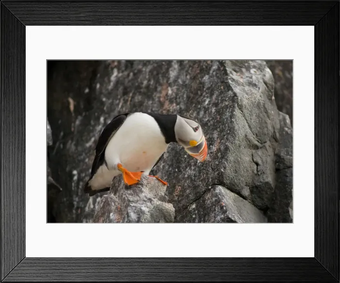 Framed Print : DDE-90034057 Framed Print : DDE-90034057