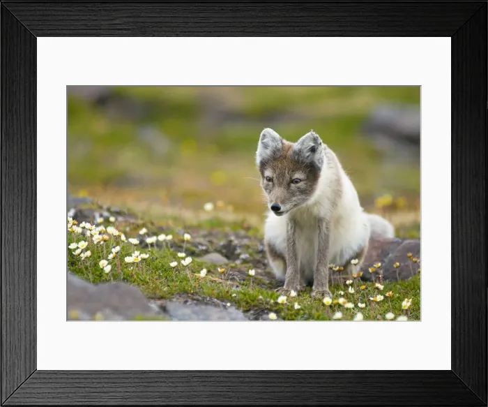 Framed Print : DDE-90034059 Framed Print : DDE-90034059