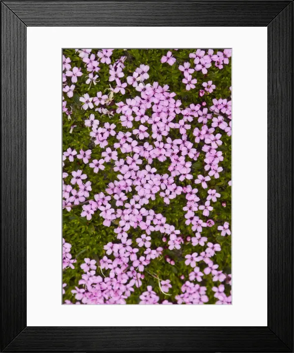 Framed Print : DDE-90034060 Framed Print : DDE-90034060