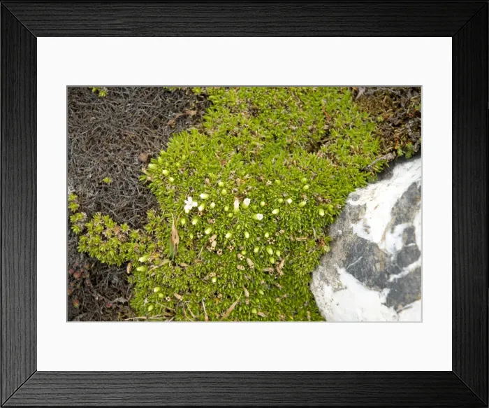 Framed Print : DDE-90034079 Framed Print : DDE-90034079