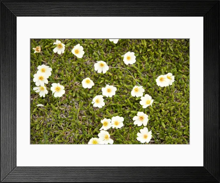 Framed Print : DDE-90034080 Framed Print : DDE-90034080