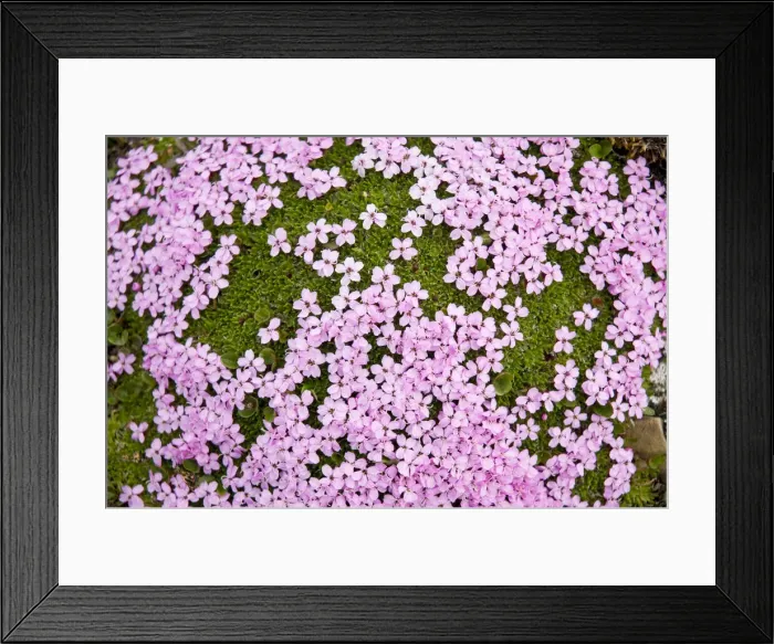 Framed Print : DDE-90034081 Framed Print : DDE-90034081