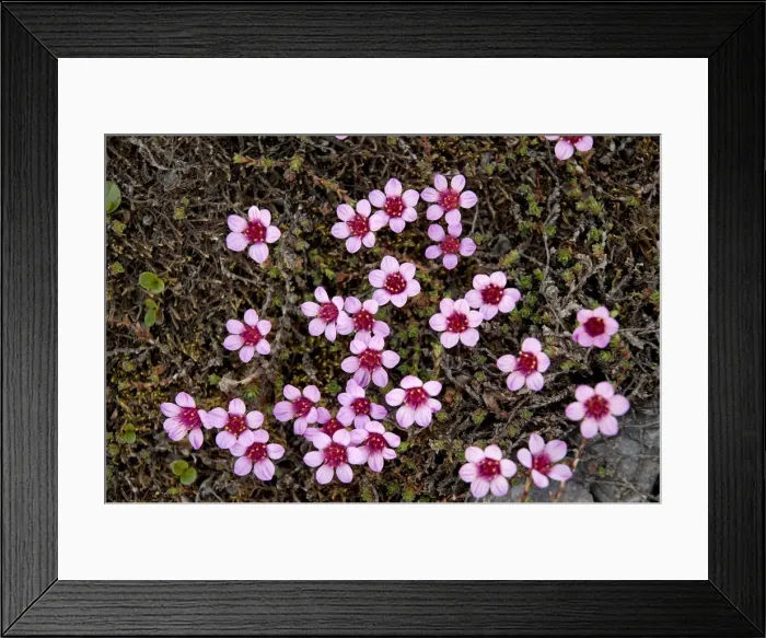 Framed Print : DDE-90034084 Framed Print : DDE-90034084