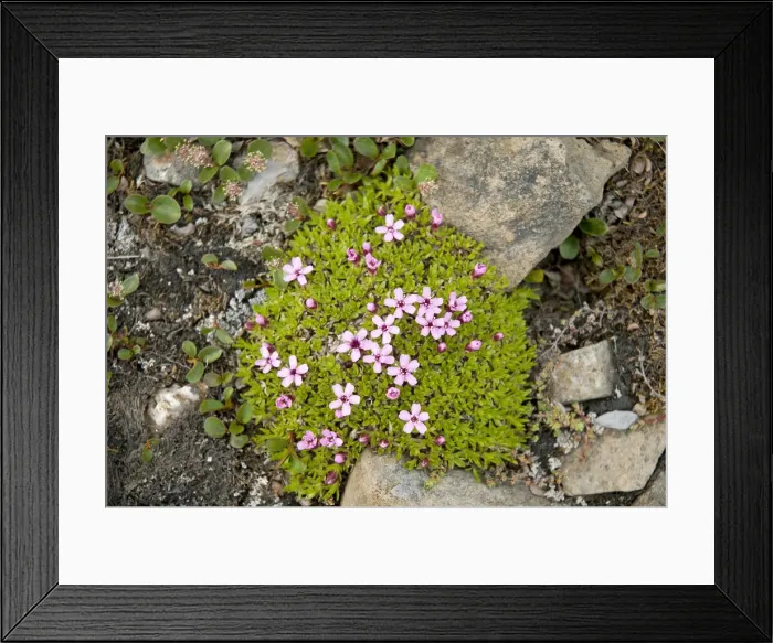 Framed Print : DDE-90034083 Framed Print : DDE-90034083