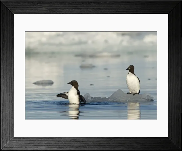 Framed Print : DDE-90034087