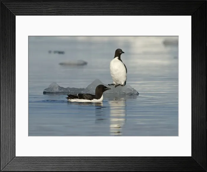 Framed Print : DDE-90034088 Framed Print : DDE-90034088