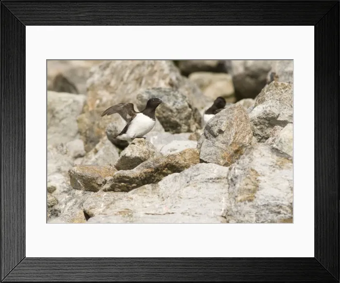Framed Print : DDE-90034094 Framed Print : DDE-90034094