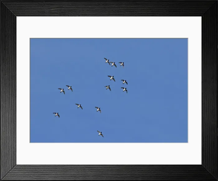Framed Print : DDE-90034096