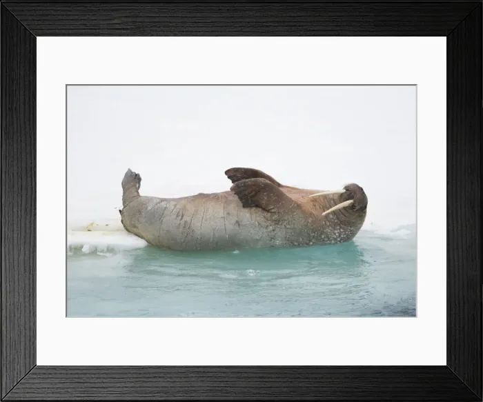 Framed Print : DDE-90034097 Framed Print : DDE-90034097