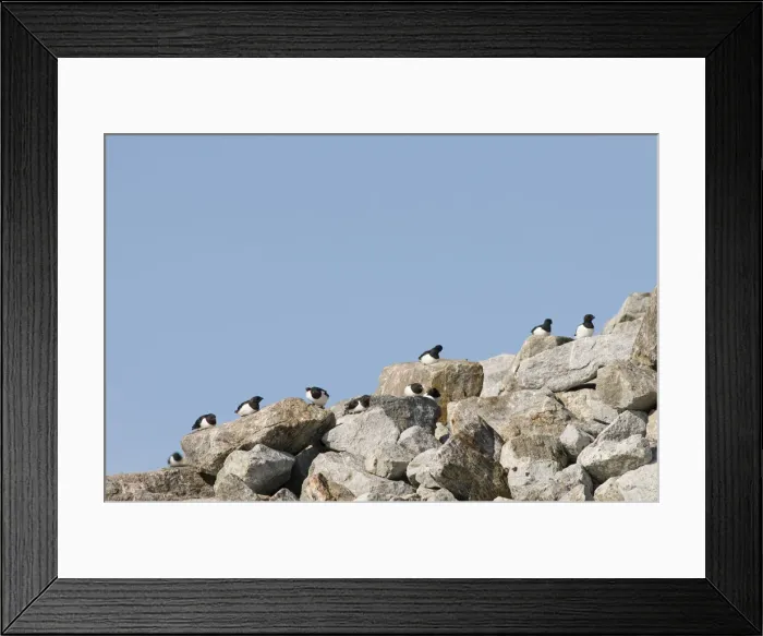 Framed Print : DDE-90034095 Framed Print : DDE-90034095