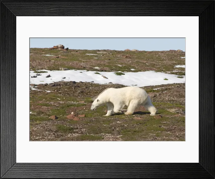 Framed Print : DDE-90034104 Framed Print : DDE-90034104
