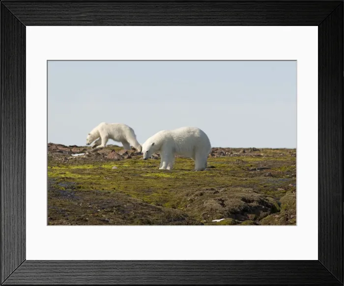 Framed Print : DDE-90034106 Framed Print : DDE-90034106