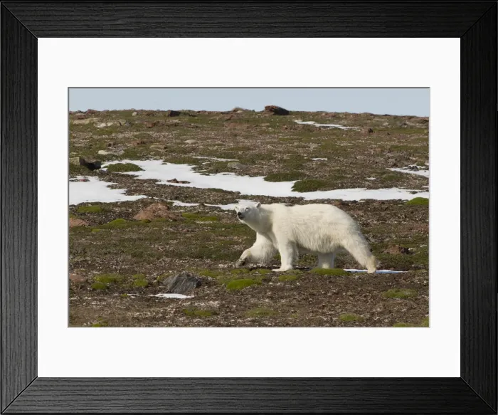 Framed Print : DDE-90034105 Framed Print : DDE-90034105