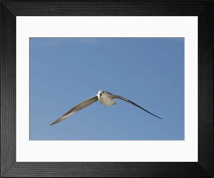 Framed Print : DDE-90034109 Framed Print : DDE-90034109