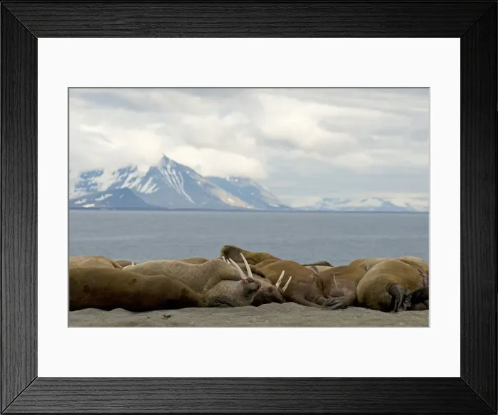 Framed Print : DDE-90034110 Framed Print : DDE-90034110