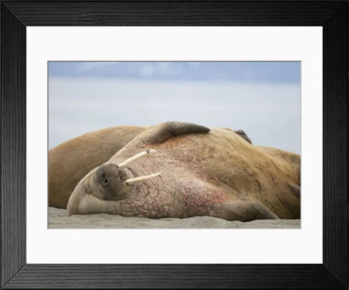 Framed Print : DDE-90034112 Framed Print : DDE-90034112