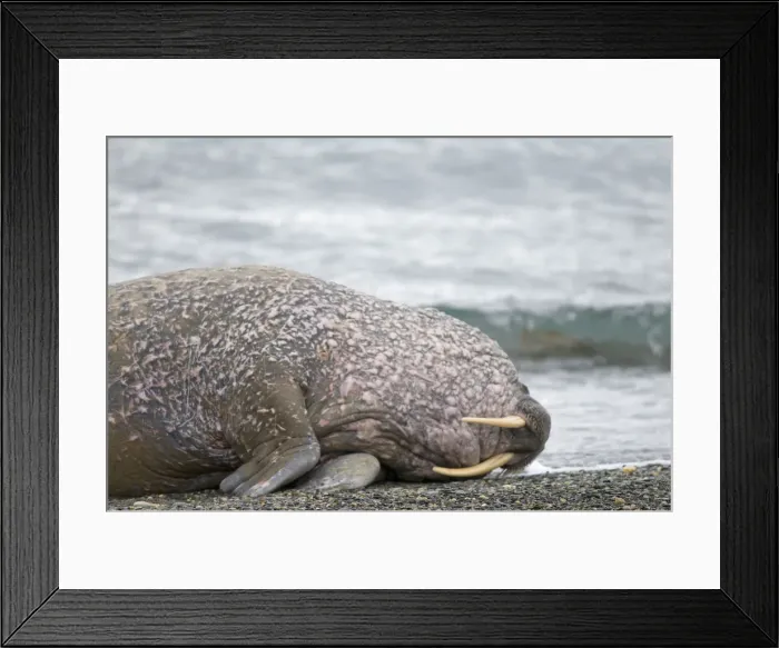 Framed Print : DDE-90034113 Framed Print : DDE-90034113