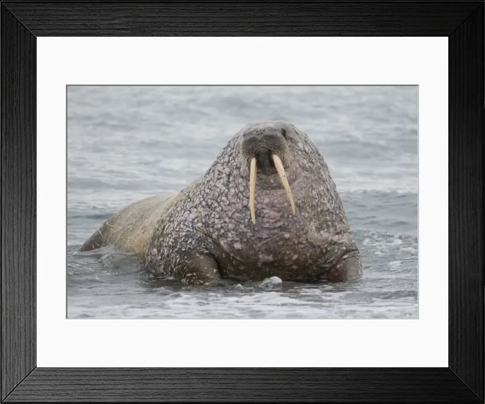 Framed Print : DDE-90034114 Framed Print : DDE-90034114